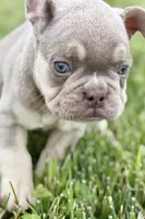 Milo, a male French Bulldog for sale in Sturgis, MI – 1 of 10