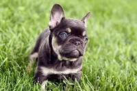 Daisy, a female French Bulldog for sale in Sturgis, MI – 7 of 10