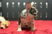 Zina , a female French Bulldog for sale in Sturgis, MI – 5 of 10