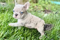 Glory, a female French Bulldog for sale in Sturgis, MI – 3 of 10