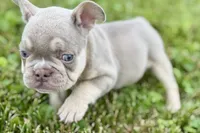 Milo, a male French Bulldog for sale in Sturgis, MI – 8 of 10