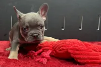 Xander, a male French Bulldog for sale in Sturgis, MI – 8 of 10