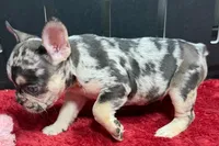 Zippy , a male French Bulldog for sale in Sturgis, MI – 2 of 6