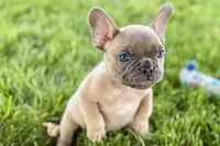 Blu, a male French Bulldog for sale in Sturgis, MI – 9 of 10