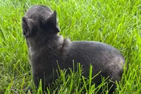 Verle, a male Frenchton for sale in Sturgis, MI – 2 of 6