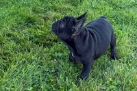 Pearl, a female French Bulldog for sale in Sturgis, MI – 6 of 10