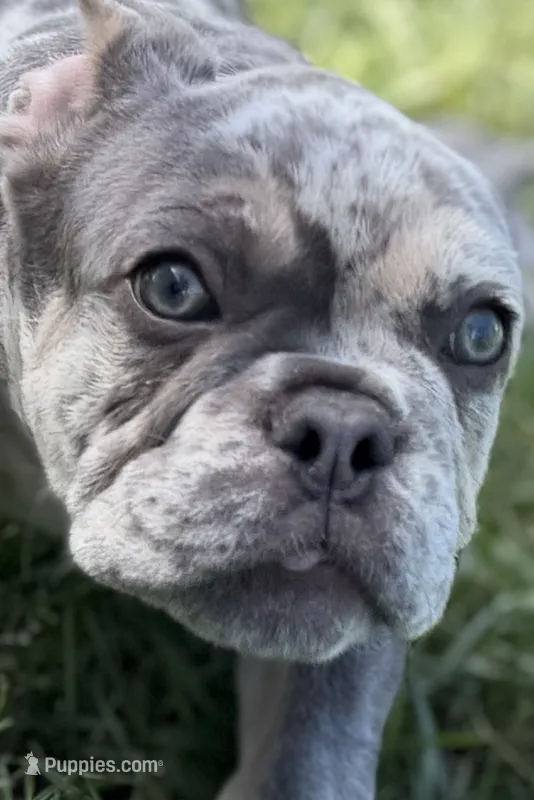 Nash  – French Bulldog puppy for sale in Sturgis, MI