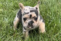 Freddie see, a male French Bulldog for sale in Sturgis, MI – 3 of 7