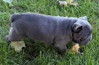 Kurt, a male French Bulldog for sale in Sturgis, MI – 9 of 10