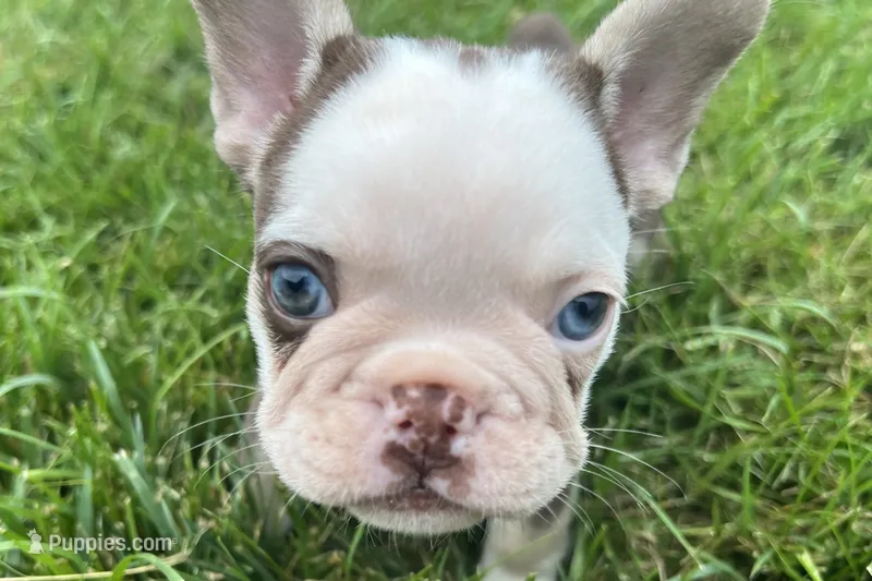 Gypsy  – French Bulldog puppy for sale in Sturgis, MI