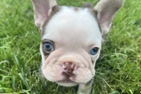 Gypsy , a female French Bulldog for sale in Sturgis, MI – 1 of 10