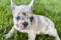 Gizmo, a male French Bulldog for sale in Sturgis, MI – 10 of 10