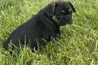 Grumpy, a male French Bulldog for sale in Sturgis, MI – 6 of 9
