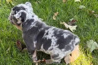 Korsak , a male French Bulldog for sale in Sturgis, MI – 10 of 10