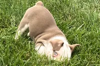 Gunner, a male French Bulldog for sale in Sturgis, MI – 6 of 10