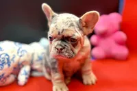 Summer, a female French Bulldog for sale in Sturgis, MI – Photo 4 of 10