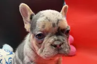 Summer, a female French Bulldog for sale in Sturgis, MI – Photo 9 of 10