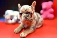 Summer, a female French Bulldog for sale in Sturgis, MI – Photo 7 of 10