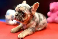 Summer, a female French Bulldog for sale in Sturgis, MI – Photo 6 of 10