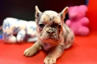 Summer, a female French Bulldog for sale in Sturgis, MI – Photo 5 of 10