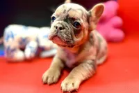 Summer, a female French Bulldog for sale in Sturgis, MI – Photo 10 of 10