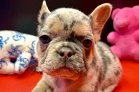 Summer, a female French Bulldog for sale in Sturgis, MI – Photo 8 of 10
