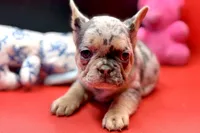 Summer, a female French Bulldog for sale in Sturgis, MI – Photo 2 of 10