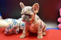Summer, a female French Bulldog for sale in Sturgis, MI – Photo 1 of 10