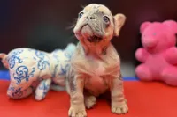 Summer, a female French Bulldog for sale in Sturgis, MI – Photo 3 of 10