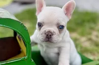 Stella, a female French Bulldog for sale in Sturgis, MI – 5 of 10