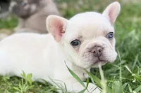 Stella, a female French Bulldog for sale in Sturgis, MI – 4 of 10