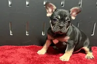 Zara , a male French Bulldog for sale in Sturgis, MI – 5 of 10