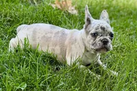 Gizmo, a male French Bulldog for sale in Sturgis, MI – 8 of 9