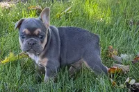 Kelly, a female French Bulldog for sale in Sturgis, MI – 5 of 10