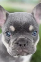 Denver, a male French Bulldog for sale in Sturgis, MI – 1 of 10