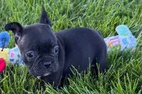 Paula , a female French Bulldog for sale in Sturgis, MI – 8 of 9