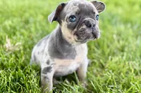 Breezy , a female French Bulldog for sale in Sturgis, MI – 9 of 10