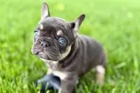 Daisy, a female French Bulldog for sale in Sturgis, MI – 6 of 10
