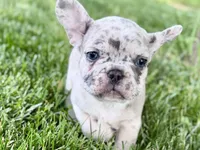 Gizmo, a male French Bulldog for sale in Sturgis, MI – 8 of 10