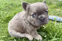 Samson, a male French Bulldog for sale in Sturgis, MI – 10 of 10