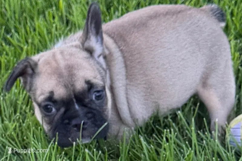 Princess  – French Bulldog puppy for sale in Sturgis, MI