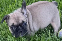 Princess , a female French Bulldog for sale in Sturgis, MI – 1 of 5