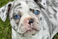 Royal, a female Frenchton for sale in Sturgis, MI – 1 of 8