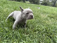 Colt, a male French Bulldog for sale in Sturgis, MI – 8 of 10