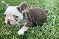 Gypsy , a female French Bulldog for sale in Sturgis, MI – 4 of 10