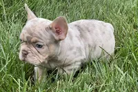 Eeyore, a male French Bulldog for sale in Sturgis, MI – 10 of 10