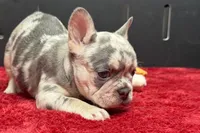 Zink, a female French Bulldog for sale in Sturgis, MI – 4 of 8