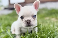 Stella, a female French Bulldog for sale in Sturgis, MI – 7 of 10