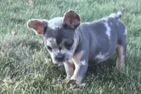 Kirby, a male French Bulldog for sale in Sturgis, MI – 2 of 10