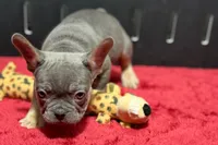 Ronnie, a male French Bulldog for sale in Sturgis, MI – 4 of 7